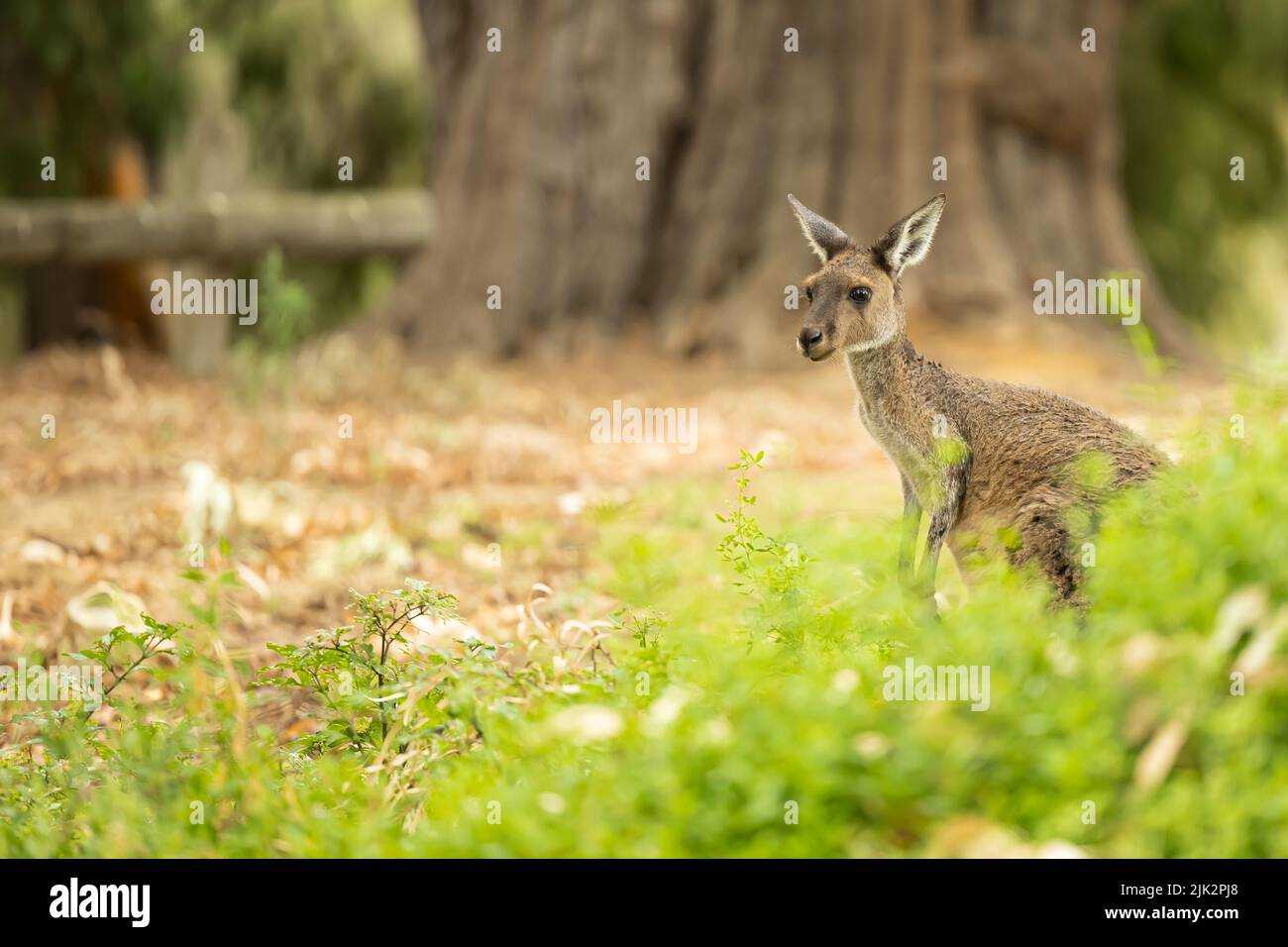 Un curioso Kangaroo ci sta guardando in Bush, parco nazionale Yanchep, Australia Foto Stock