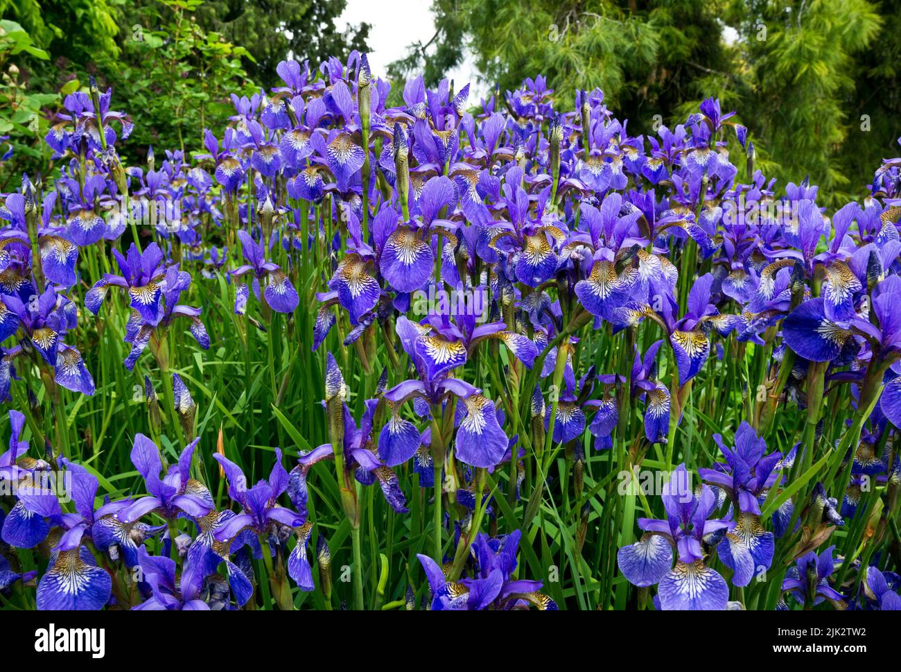 Iris Siberiano viola, Iris sibirica, in giardino. Foto Stock