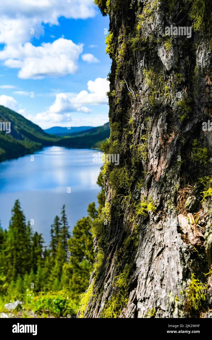 Lichen che cresce sulla corteccia di un abete Douglas con il lago Conkle sullo sfondo Foto Stock