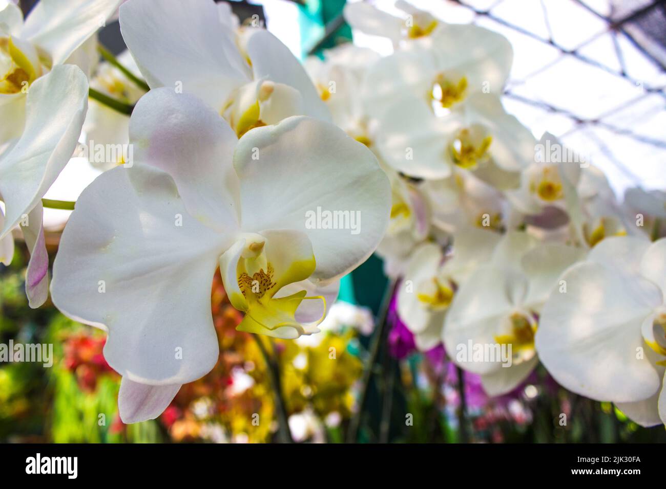 Fiori esotici della luna di orchidee (Phalaenopsis amabilis) fioriscono. Chiamato anche puspa pesona, anggrek bulan Foto Stock