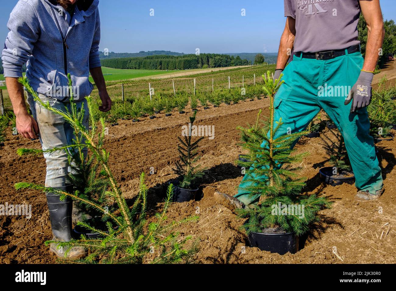 Nel mese di settembre, il pino Nordmann della società Green Cap sono trasferiti dalla casa verde enorme sono stati la crescita da trattore alla piantagione di pino wher Foto Stock