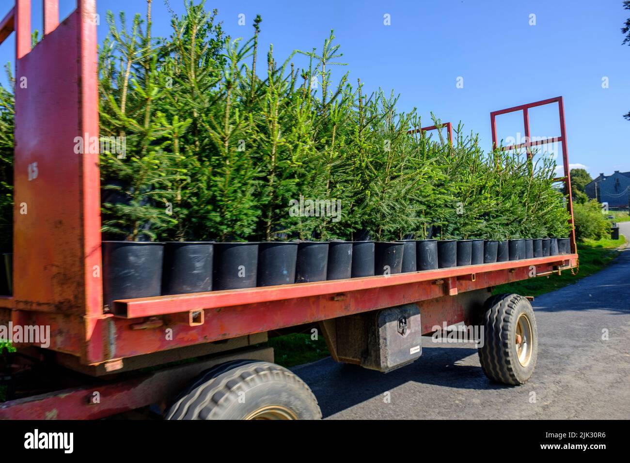 Nel mese di settembre, il pino Nordmann della società Green Cap vengono trasferiti dalla grande casa verde alla piantagione di pini dove vengono piantati. Il n Foto Stock