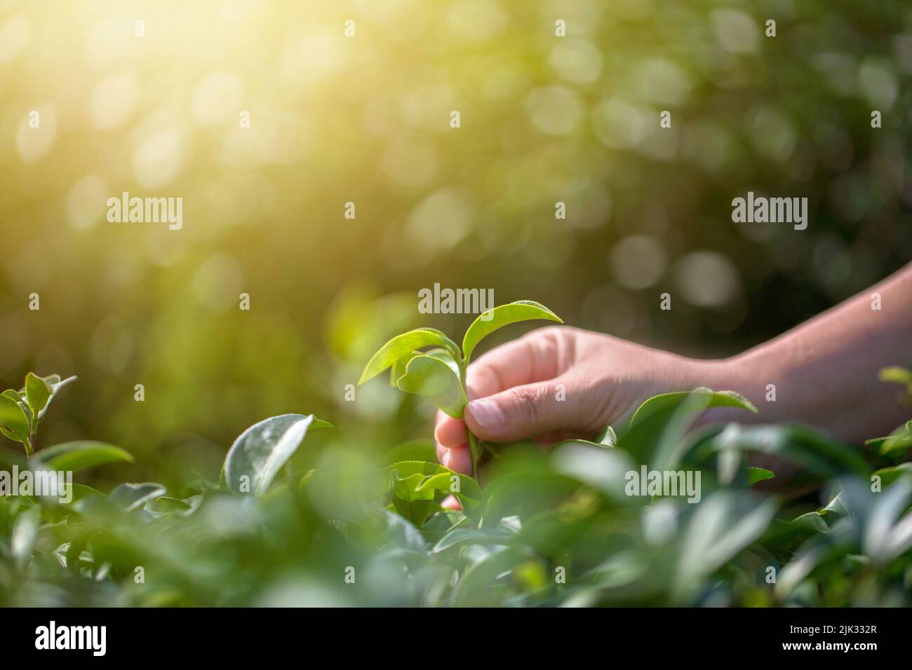 Mano closeup con la raccolta di foglie di tè fresco in naturale organico fattoria di tè verde Foto Stock
