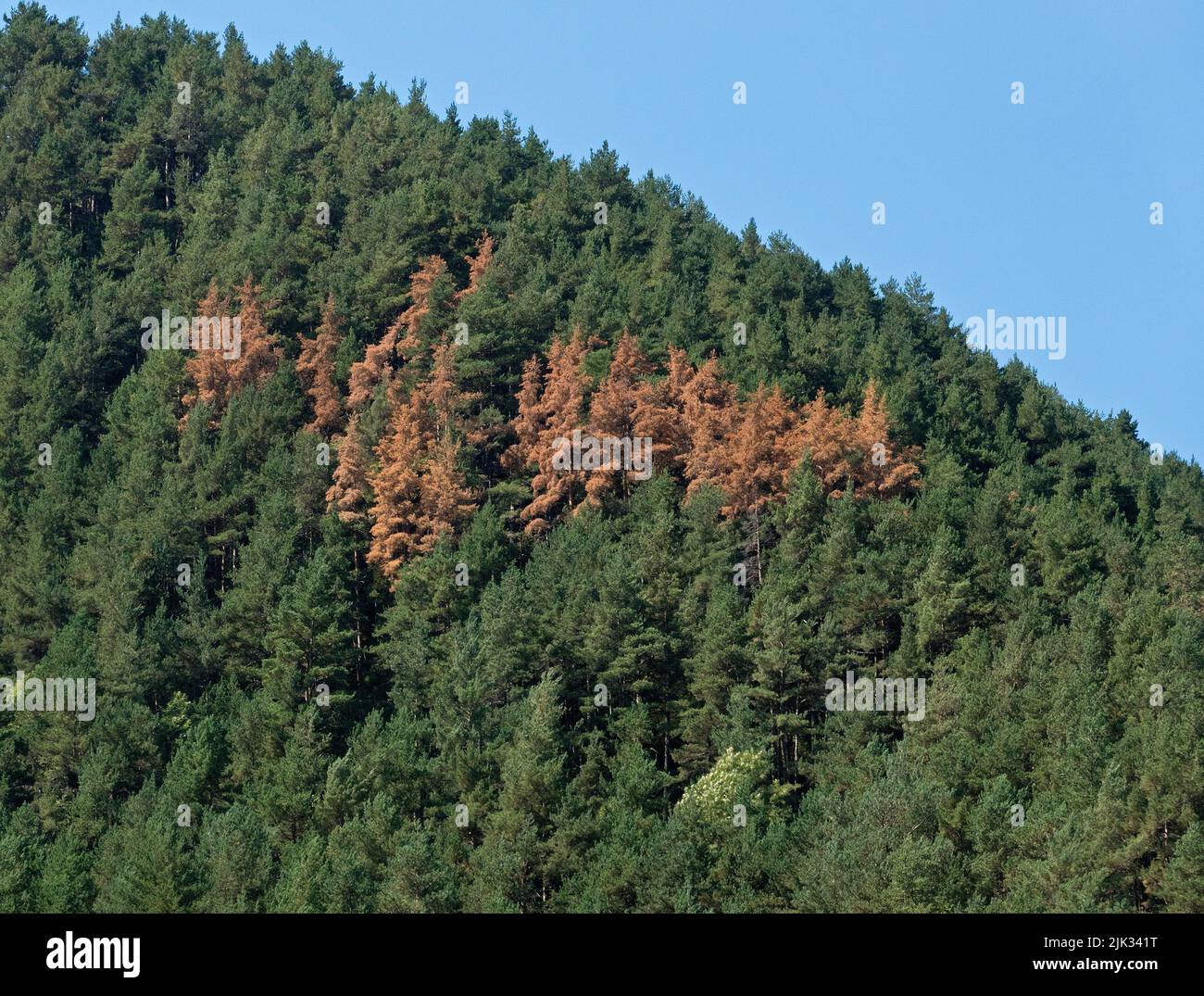 Foresta morente, malattia degli alberi, conifere marroni nella foresta verde sul pendio di montagna Foto Stock