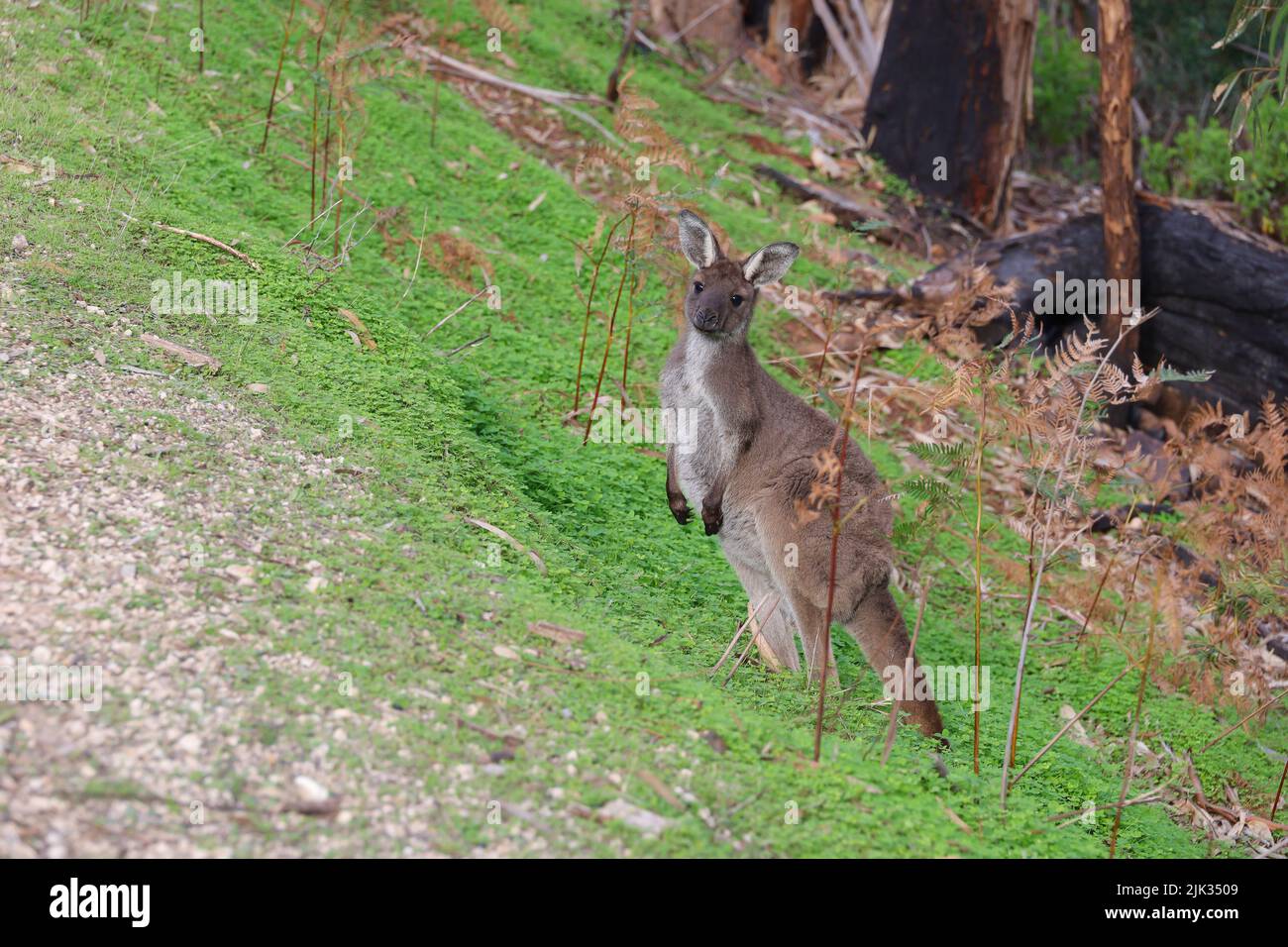 Un canguro solista alla ricerca di cibo nel Cleland National Park in South Australia Foto Stock