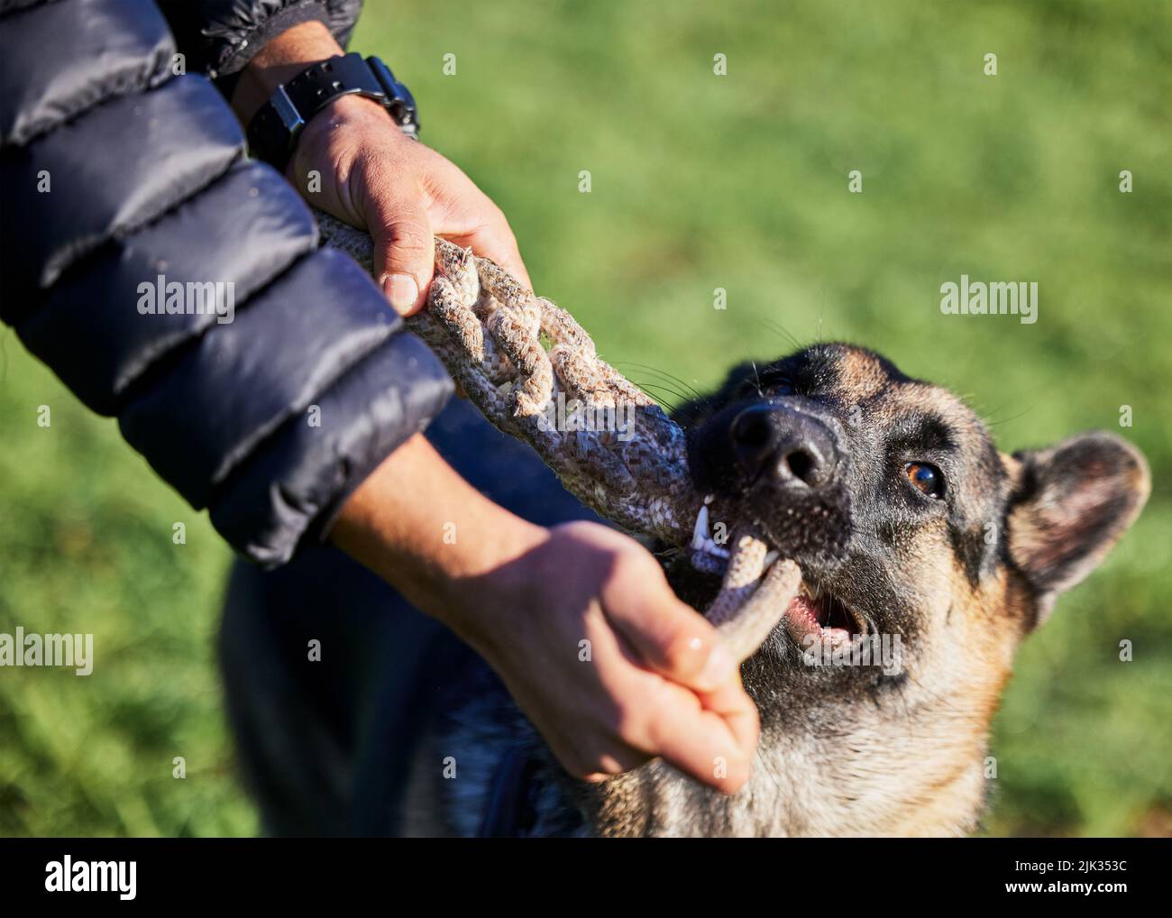 Girovagare intorno fa un happy hound. Un uomo che gioca con il suo adorabile pastore tedesco al parco. Foto Stock