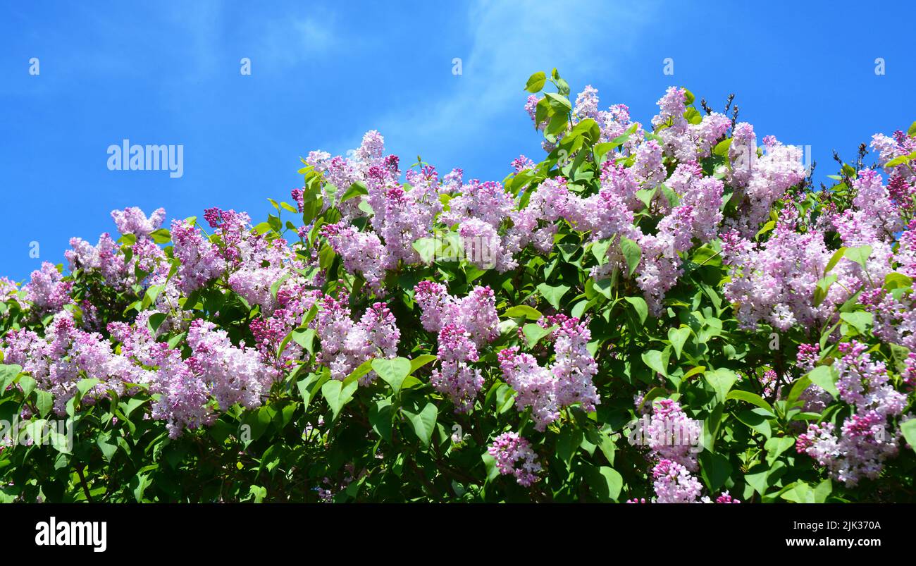 Una bella fioritura syringa vulgaris, comune cespuglio lilla con rosa, lavanda lussureggiante fiore panicles contro il cielo blu. Blush Syringa di Maiden, lilla Foto Stock
