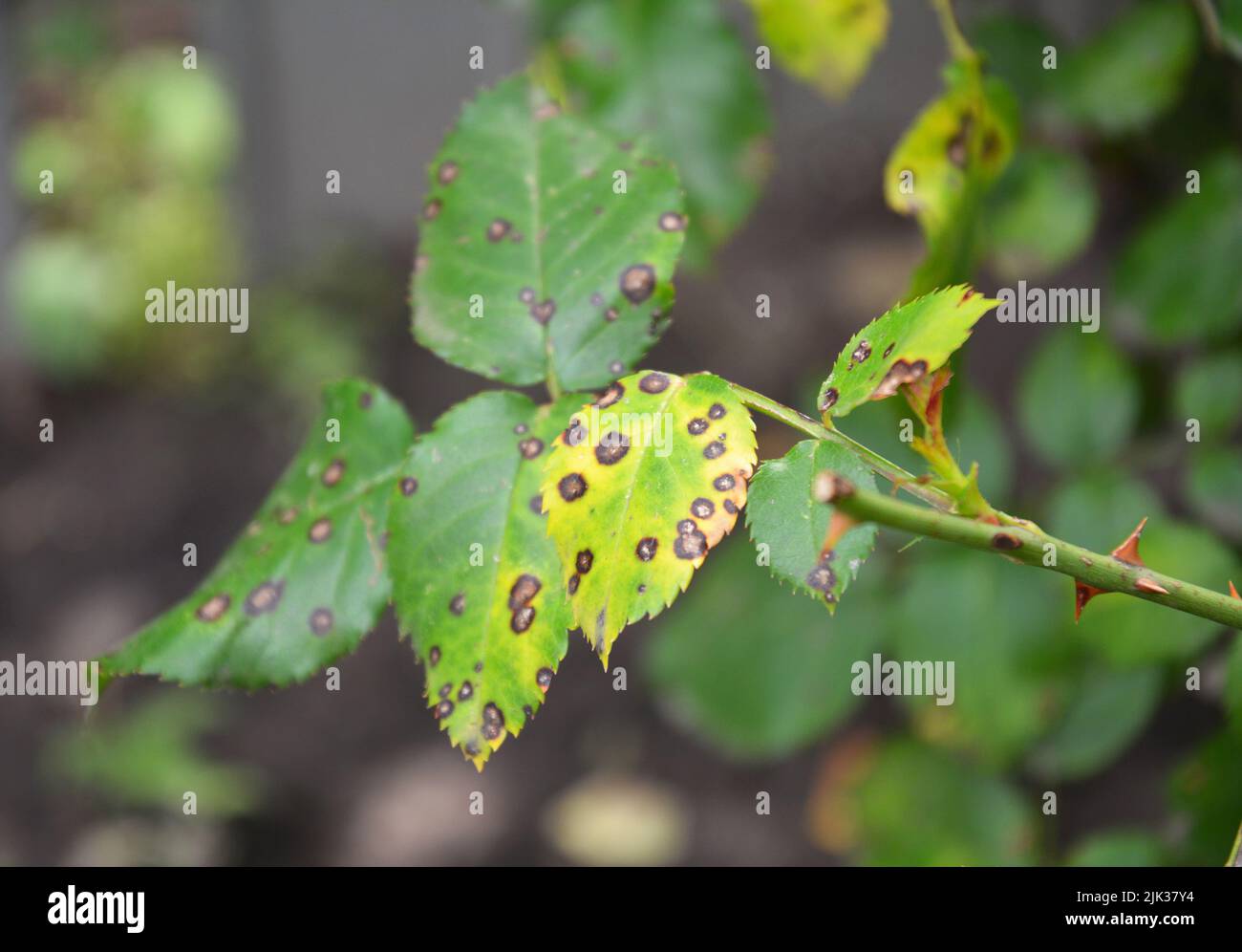 Rose crescere e prendersi cura. Malattia fungina del punto nero della rosa. Macchie nere su foglie verdi e gialle di rosa infettate da una malattia di rosa. Foto Stock