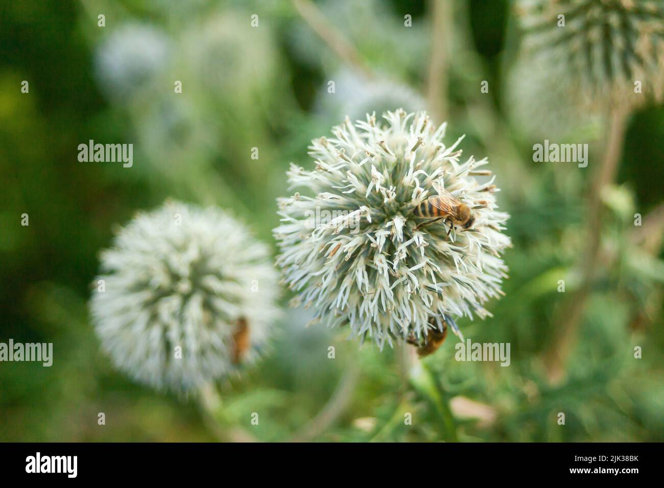 Un'ape su un grande fiore di cardo Foto Stock