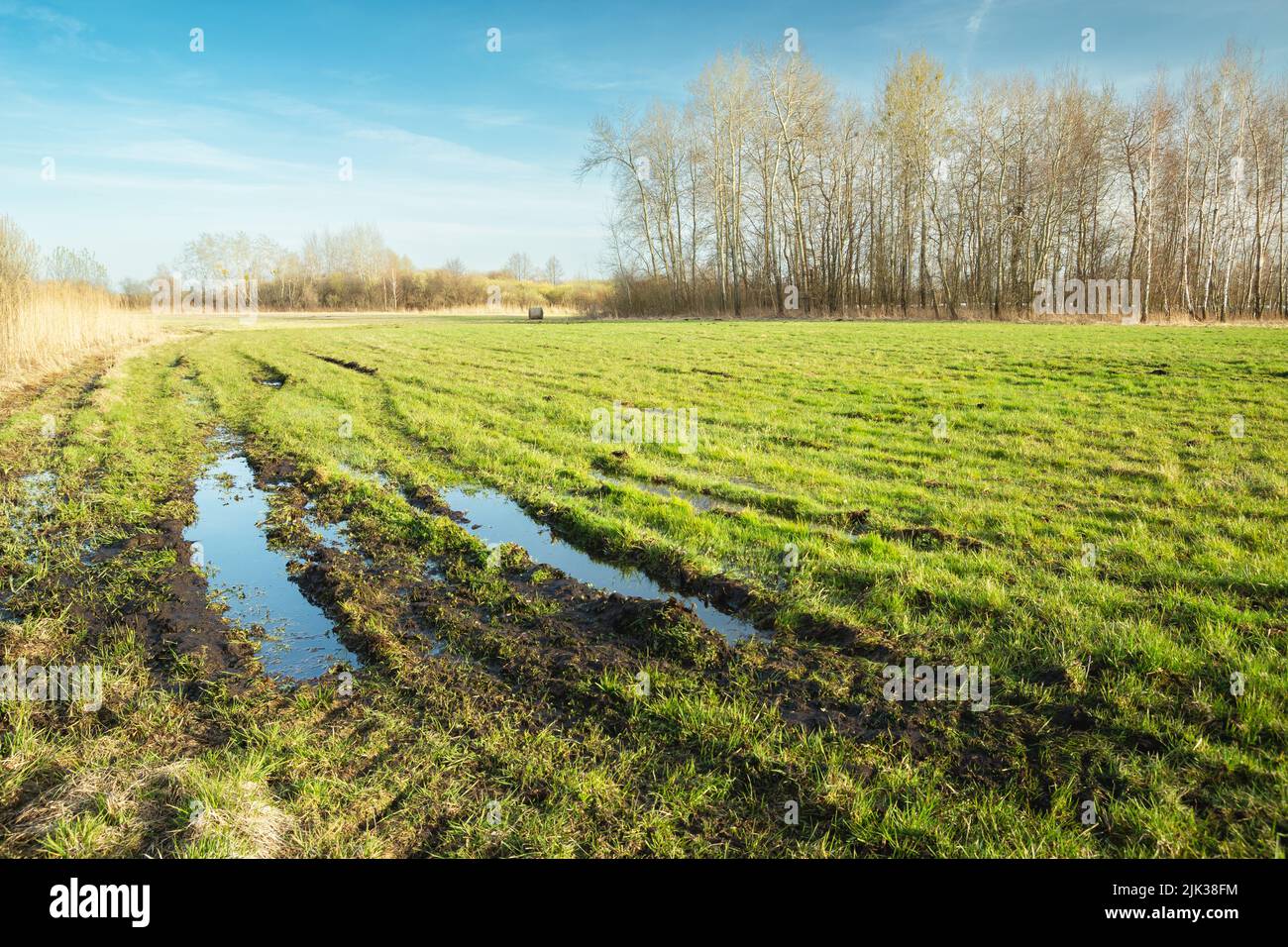 Un prato umido con acqua e alberi all'orizzonte Foto Stock