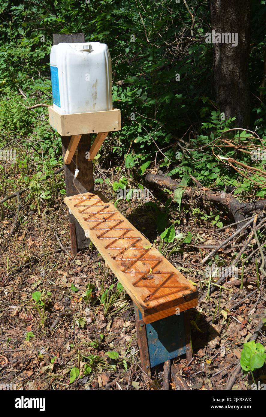 Alimentatore di acqua di ape fatto in casa, un acquedotto di api nell'apiario, cortile di api. Un apicoltore sta fornendo l'acqua per le api da un'acquedotto di legno fatto a mano, bevendo Foto Stock