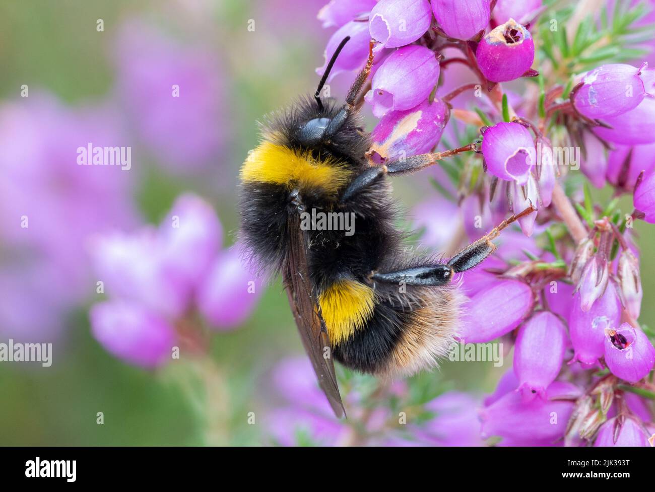 Ape su erica viola nel Southampton Old Cemetery, Southampton Common, Inghilterra Foto Stock