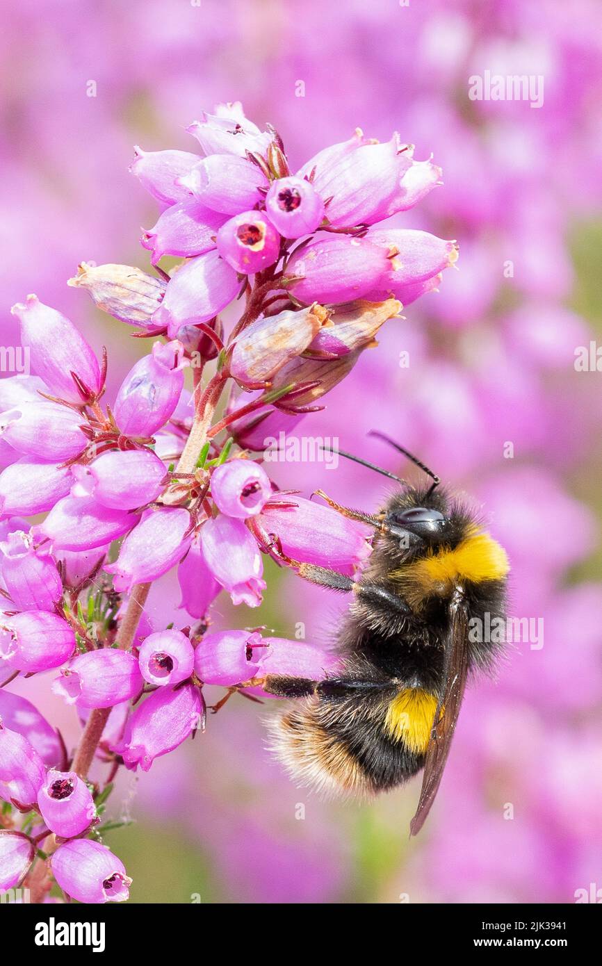 Ape su erica viola nel Southampton Old Cemetery, Southampton Common, Inghilterra Foto Stock