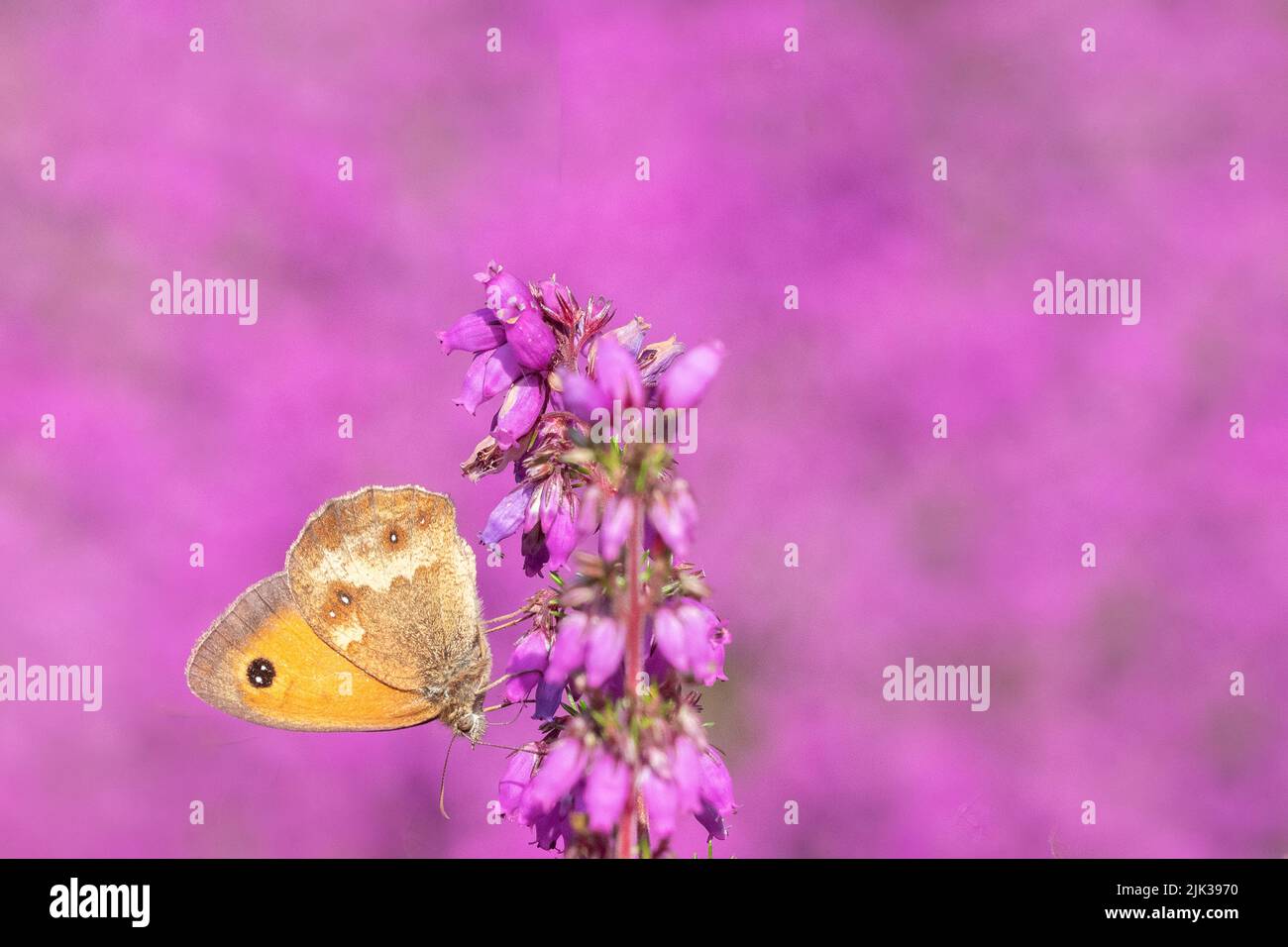 Farfalla gatekeeper su erica rosa nel cimitero Southampton Old, Southampton Common Foto Stock