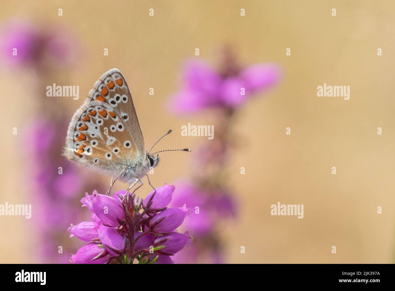 Piccola farfalla avvistata sull'erica nel vecchio cimitero di Southampton Foto Stock