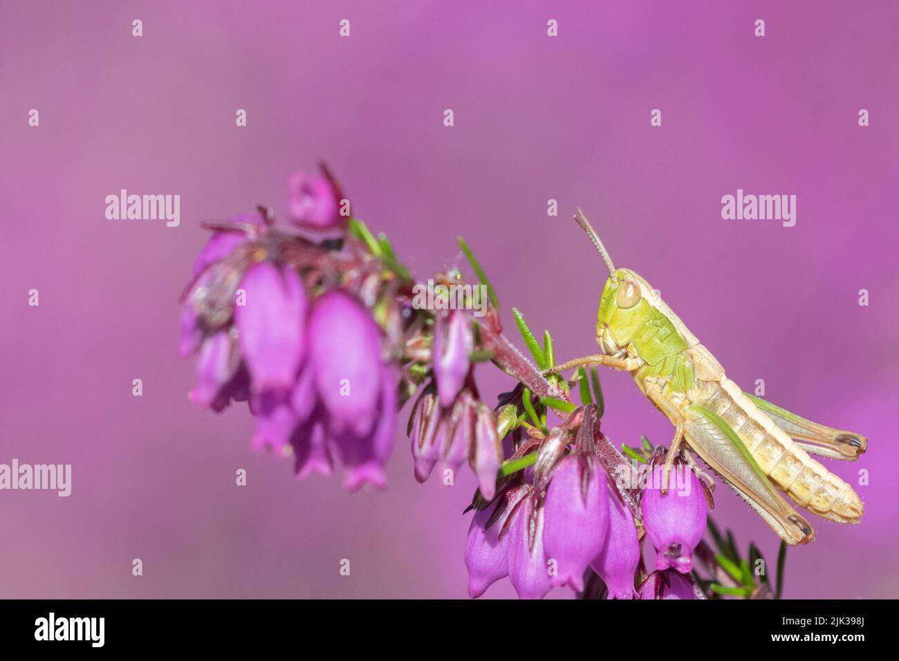 Grasshopper sull'erica nel Southampton Old Cemetery, Southampton, Regno Unito Foto Stock