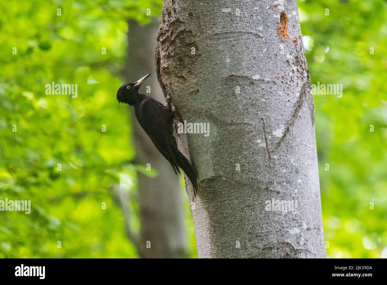 Un picchio nero femminile al suo nido in una foresta in Bulgaria Foto Stock