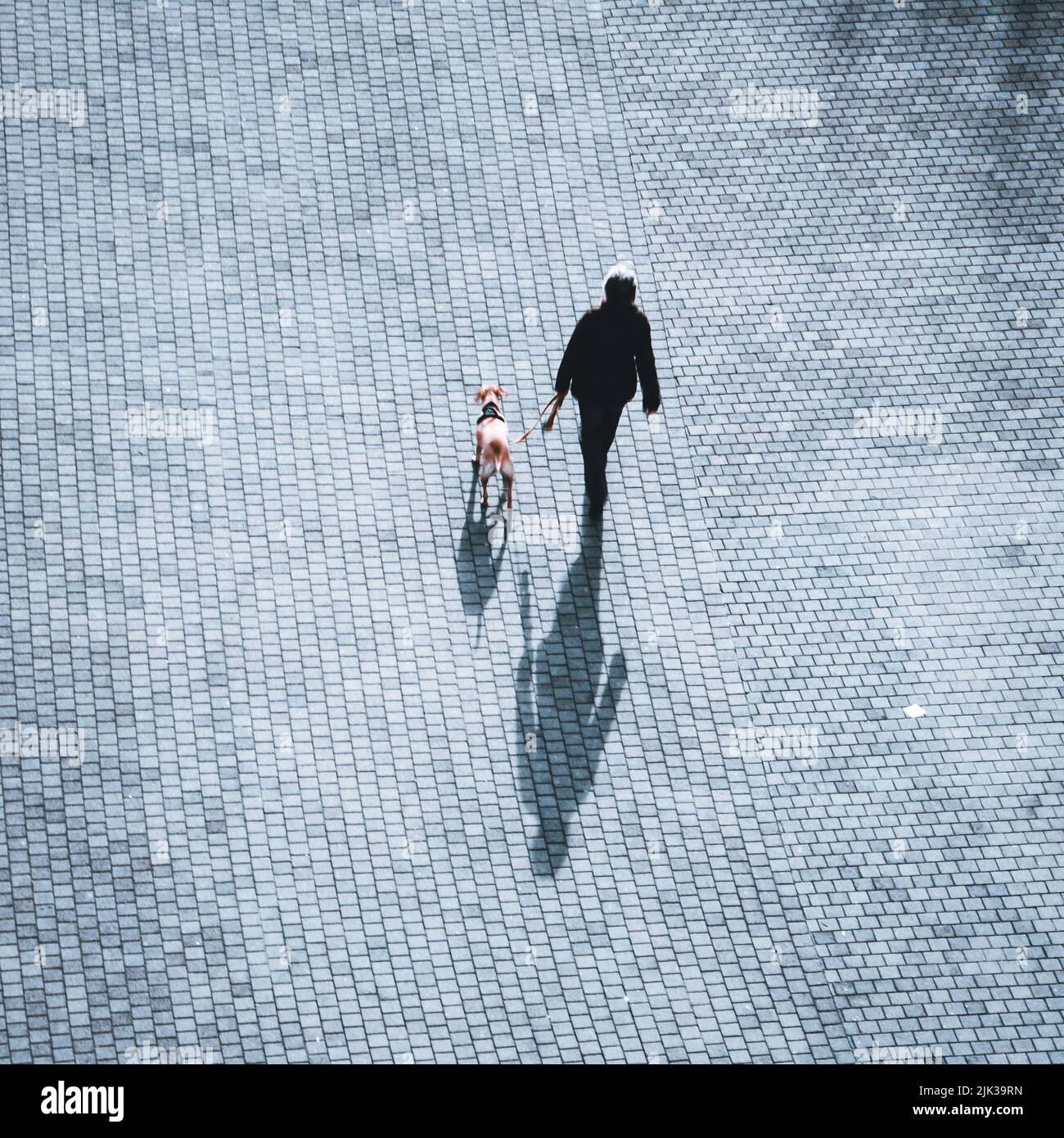 Persona che cammina con il cane in strada, Bilbao, Paesi Baschi, Spagna Foto Stock