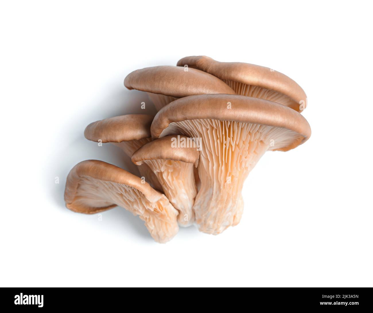 Funghi isolati su bianco. Funghi di ostrica freschi. Foto Stock
