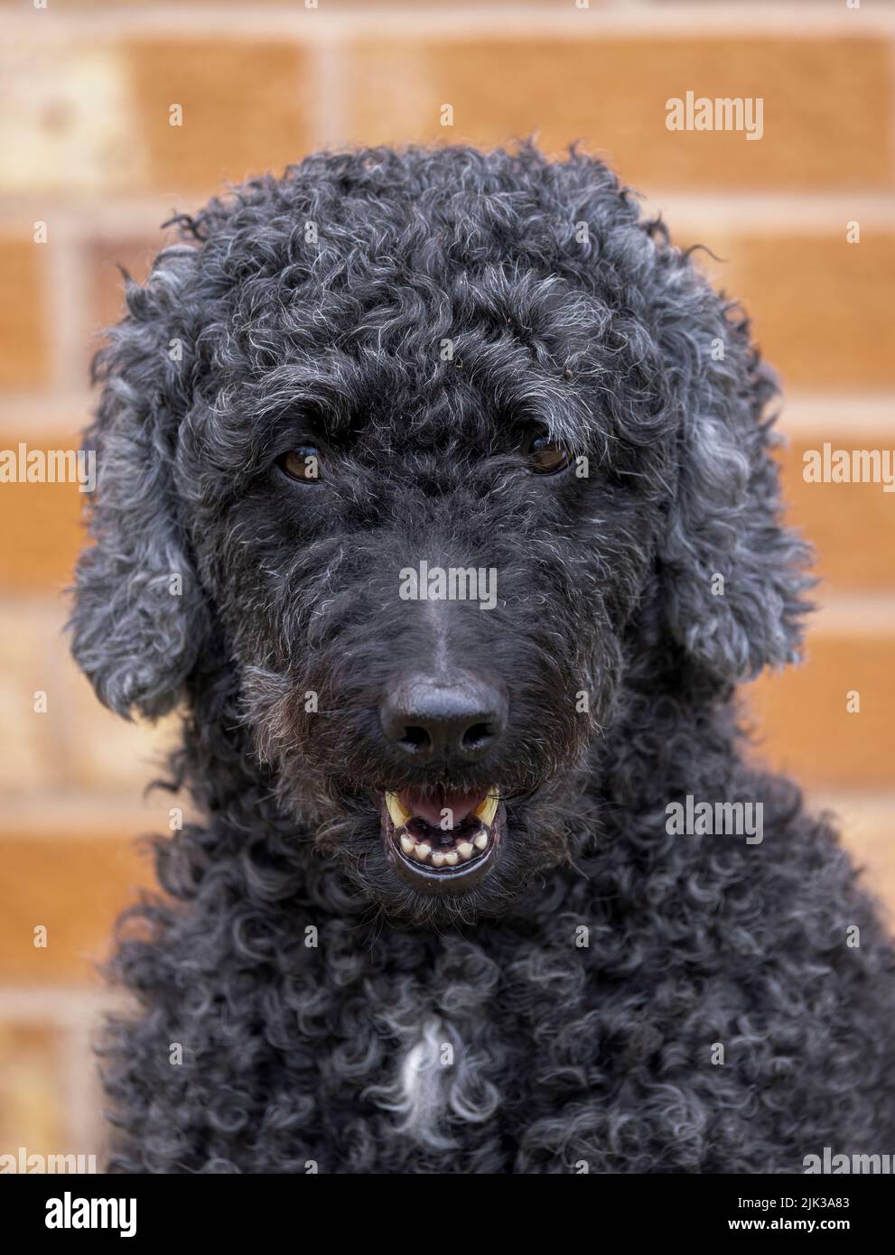 Carino nero Labradoodle cane, guardando verso la fotocamera con la bocca aperta. Fotografato contro un muro di mattoni Foto Stock