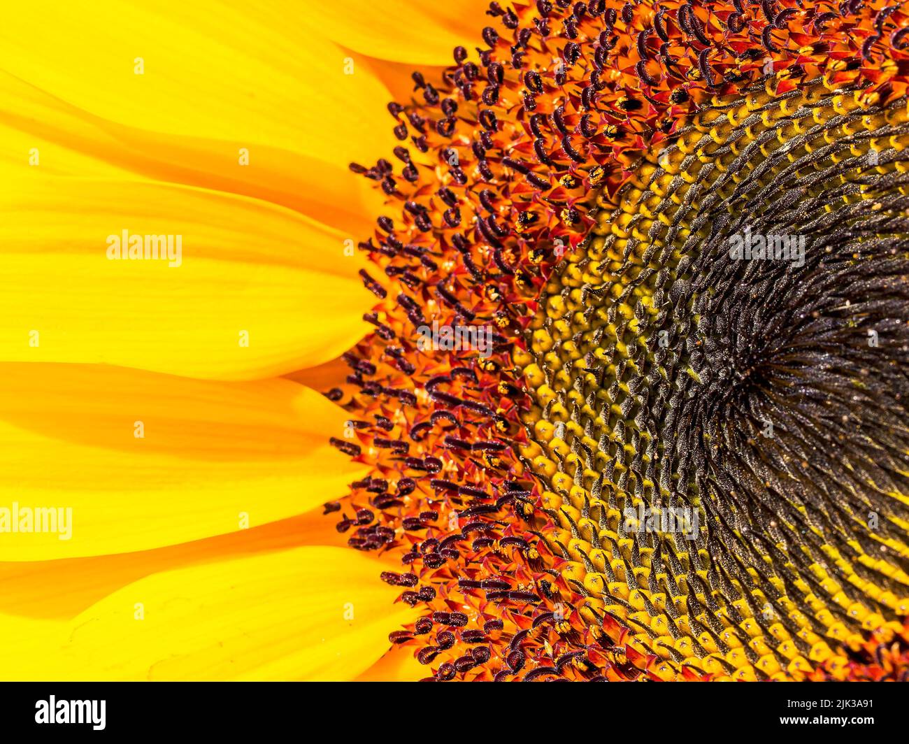 Scatto macro scattato all'interno di una fioritura di girasole Foto Stock