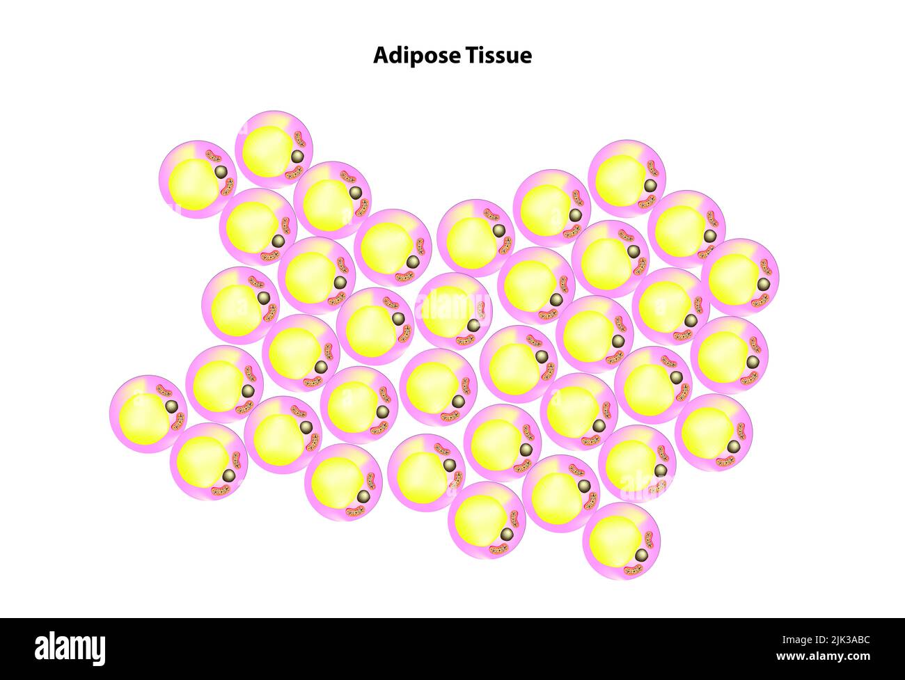 Tessuto adiposo Foto Stock