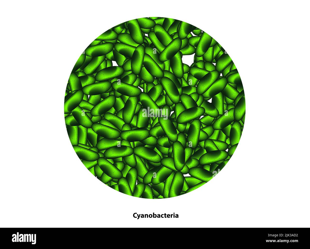 alghe blu verdi Foto Stock