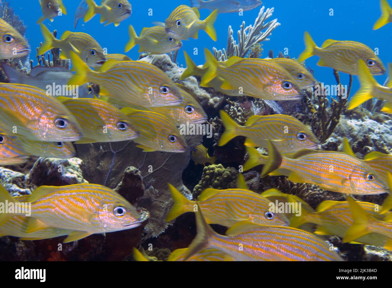 Una scuola di Grunt francesi (Haemulon flavolineatum) nel Mar dei Caraibi, Messico Foto Stock