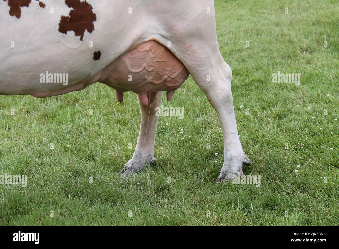 La mammella piena di una mucca casearia da cortile. Foto Stock
