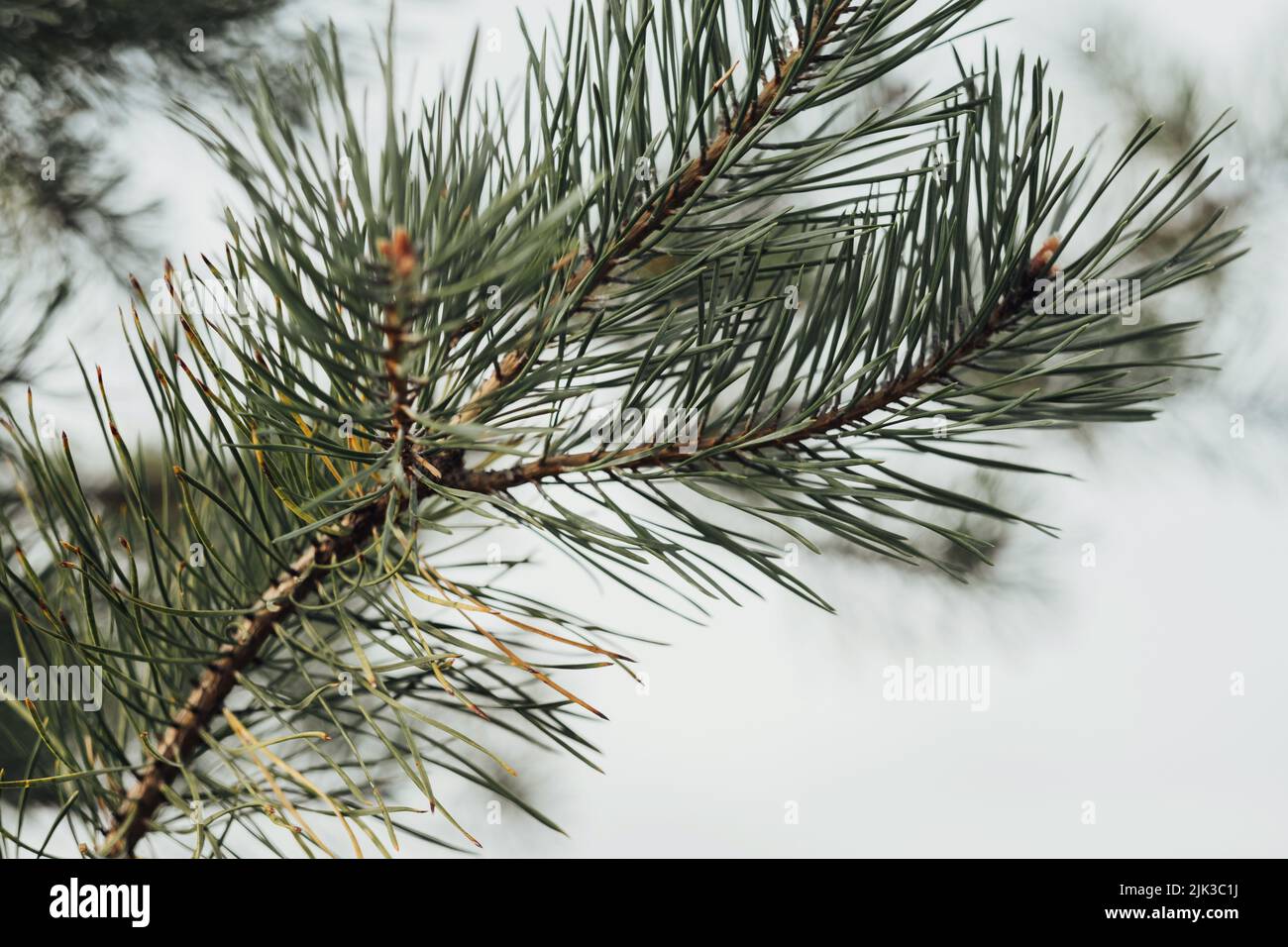 Primo piano del ramo d'albero Fir Foto Stock