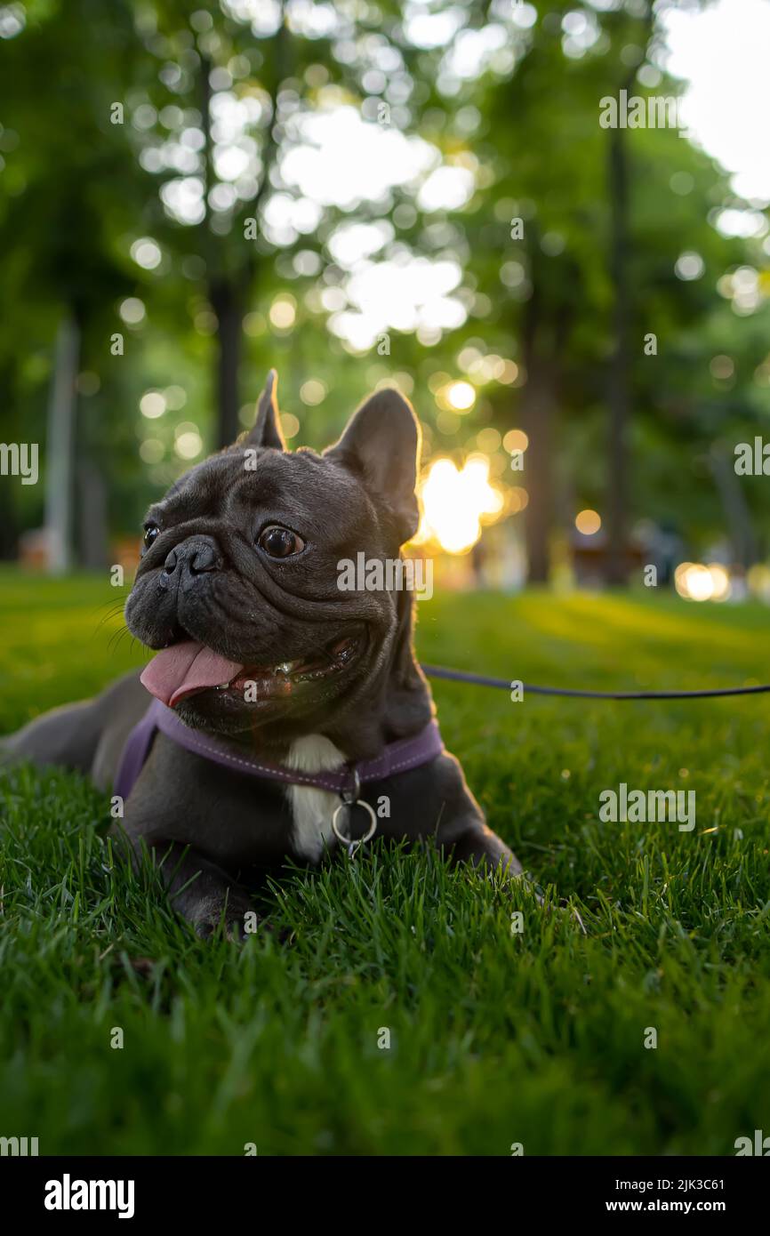 il bulldog francese purebred si trova nel parco sotto i raggi del sole treni cani Foto Stock