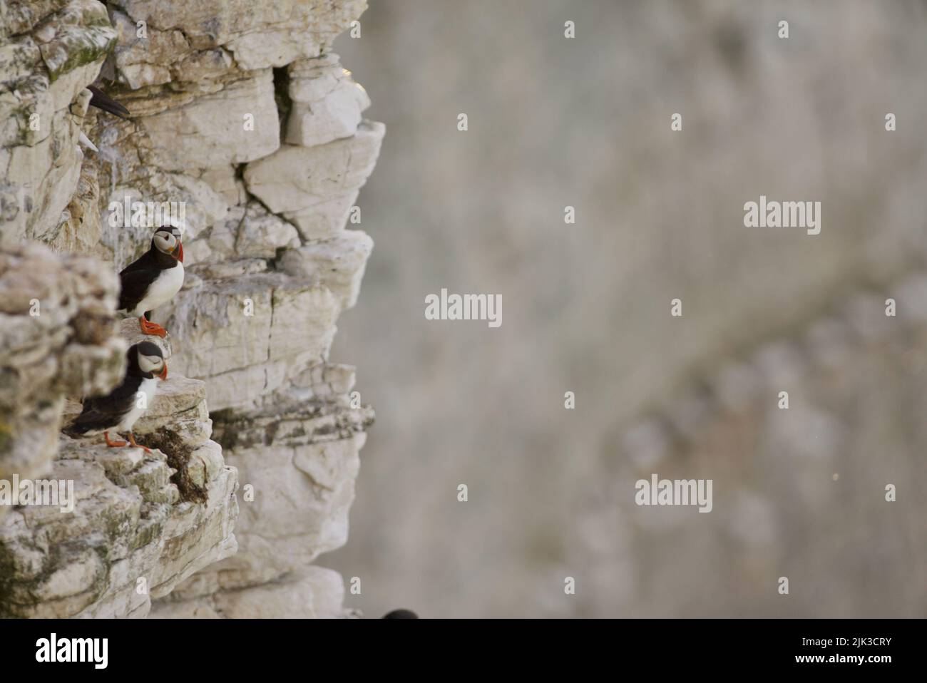 Un Puffin Atlantico sedette su una scogliera presso RSPB Bempton Cliffs, Yorkshire, Regno Unito. Foto Stock