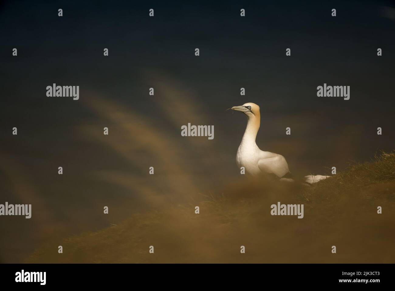 Primo piano di un solitario Gannet settentrionale (Morus bassanus) seduto in cima a una scogliera presso RSPB Bempton Cliffs (Gannet Bird, UK), un uccello adulto. Foto Stock