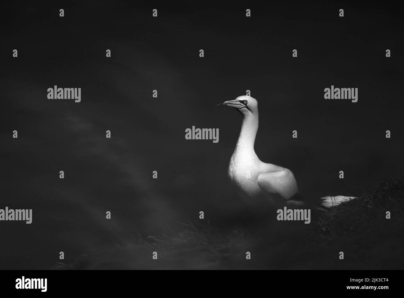 Un colpo in bianco e nero di un solista di Gannet settentrionale (Morus bassanus) seduto in cima a una scogliera presso RSPB Bempton Cliffs (Gannet Bird, UK), un uccello adulto. Foto Stock