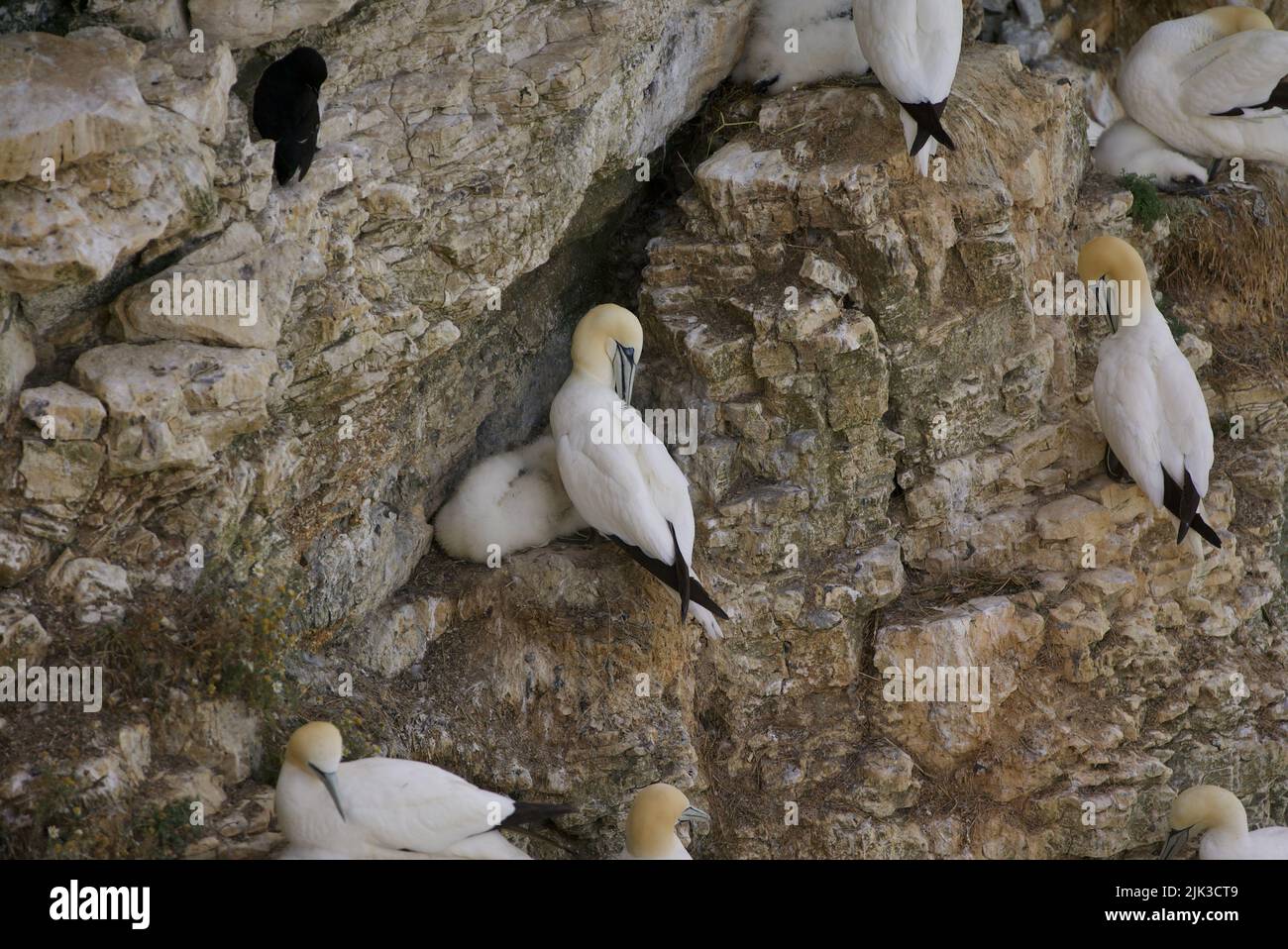 Colonia di Gannet Settentrionale (Morus bassanus) arroccata su una scogliera presso le scogliere di RSPB Bempton. Gannet sedette con un pulcino su una scogliera a Bridlington, Regno Unito. Foto Stock
