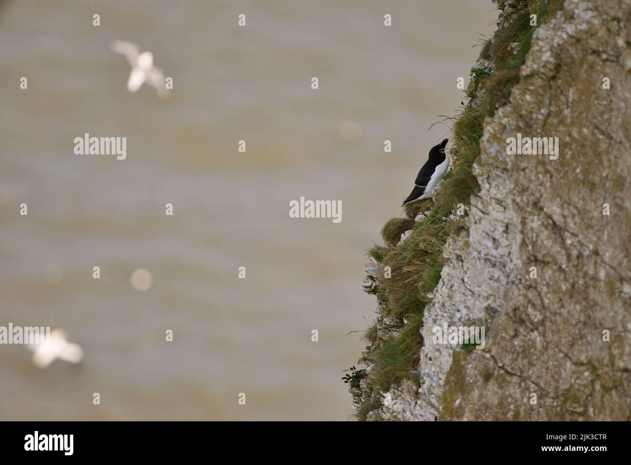 Un paio di uccelli Razorbill si sono seduti sul bordo di una scogliera lungo la costa del Regno Unito (RSPB Bempton Cliffs). Il Razor-Billed Auk (Alca torda) è un alabirdo AKA Lesser Auk. Foto Stock