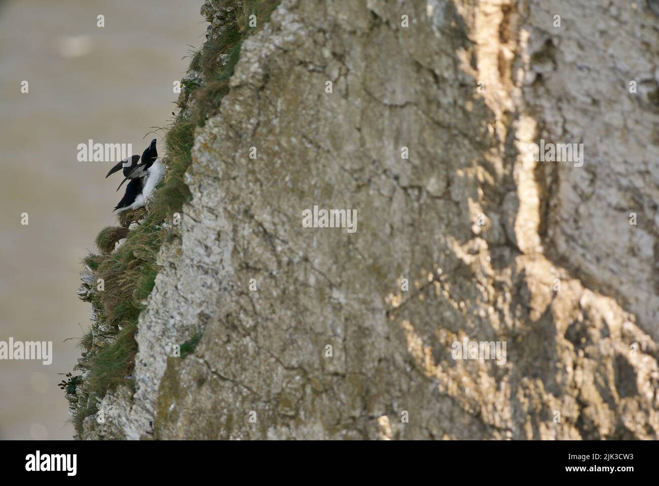 Un paio di uccelli Razorbill si sono seduti sul bordo di una scogliera lungo la costa del Regno Unito (RSPB Bempton Cliffs). Il Razor-Billed Auk (Alca torda) è un alabirdo AKA Lesser Auk. Foto Stock