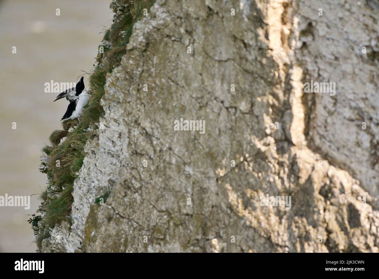 Un paio di uccelli Razorbill si sono seduti sul bordo di una scogliera lungo la costa del Regno Unito (RSPB Bempton Cliffs). Il Razor-Billed Auk (Alca torda) è un alabirdo AKA Lesser Auk. Foto Stock