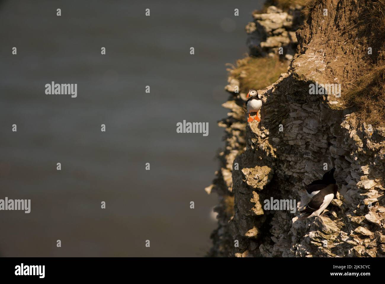 Un Puffin Atlantico sedette su una scogliera presso RSPB Bempton Cliffs, Yorkshire, Regno Unito. Foto Stock