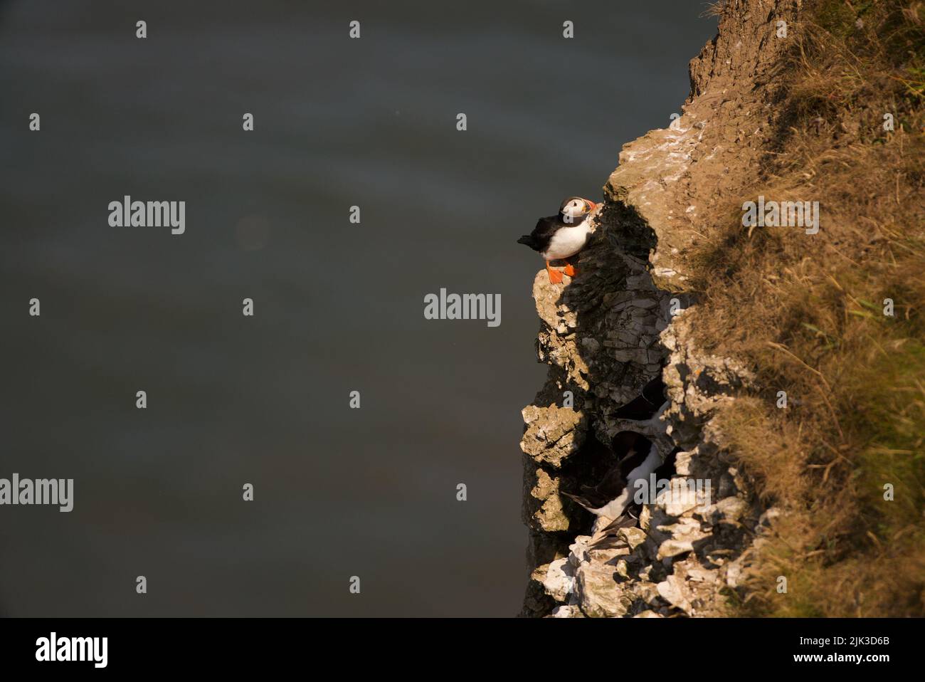 Un Puffin Atlantico sedette su una scogliera presso RSPB Bempton Cliffs, Yorkshire, Regno Unito. Foto Stock