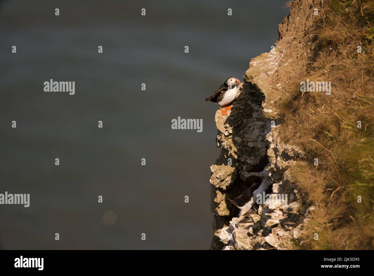Un puffin Atlantico (Fratercula artica), conosciuto anche come il puffin comune, sedette su un bordo della scogliera a RSPB Bempton Cliffs, Regno Unito. Foto Stock