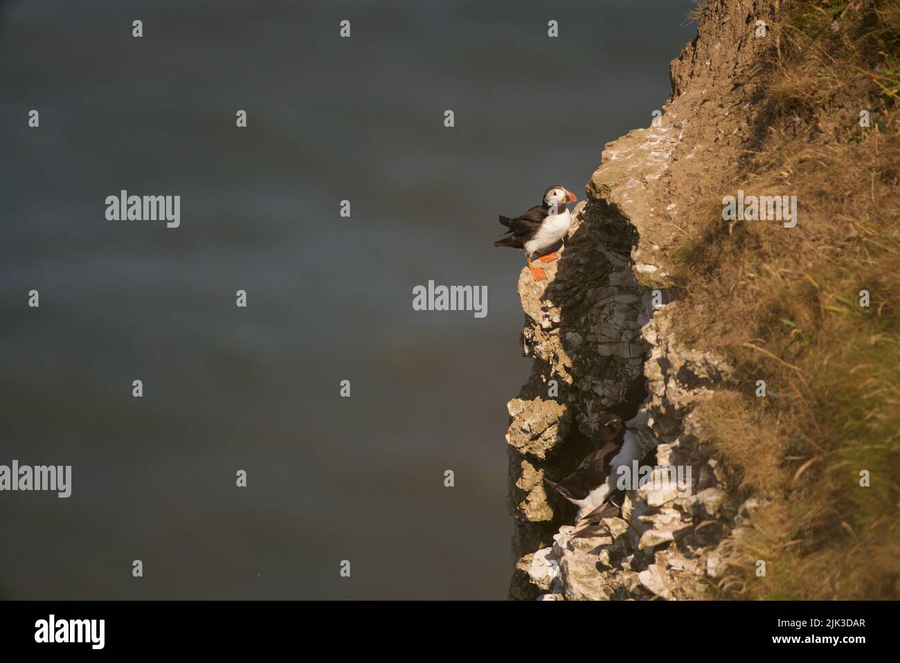 Un puffin Atlantico (Fratercula artica), conosciuto anche come il puffin comune, sedette su un bordo della scogliera a RSPB Bempton Cliffs, Regno Unito. Foto Stock