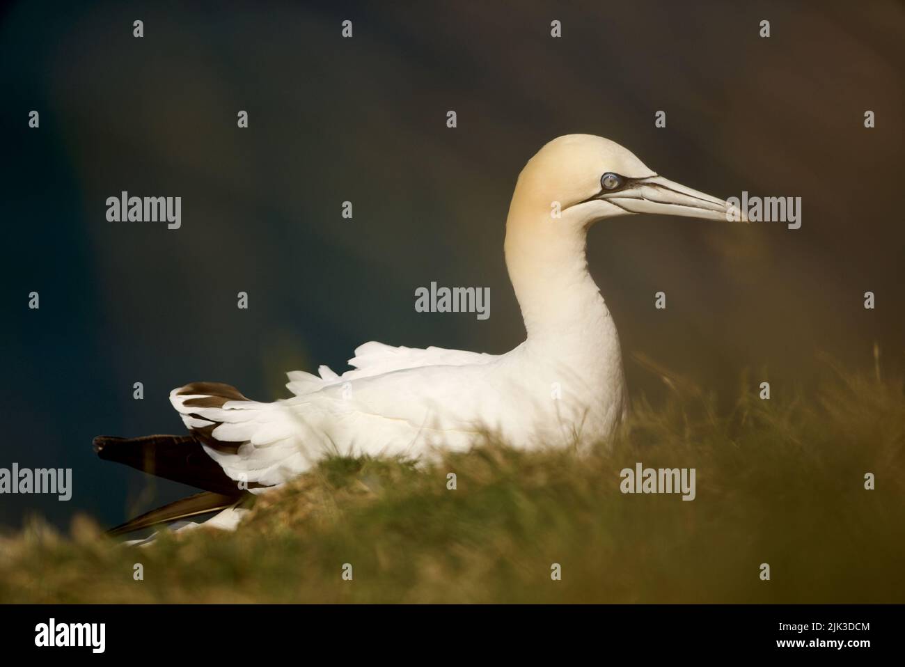 Primo piano di un solitario Gannet settentrionale (Morus bassanus) seduto in cima a una scogliera presso RSPB Bempton Cliffs (Gannet Bird, UK), un uccello adulto. Foto Stock