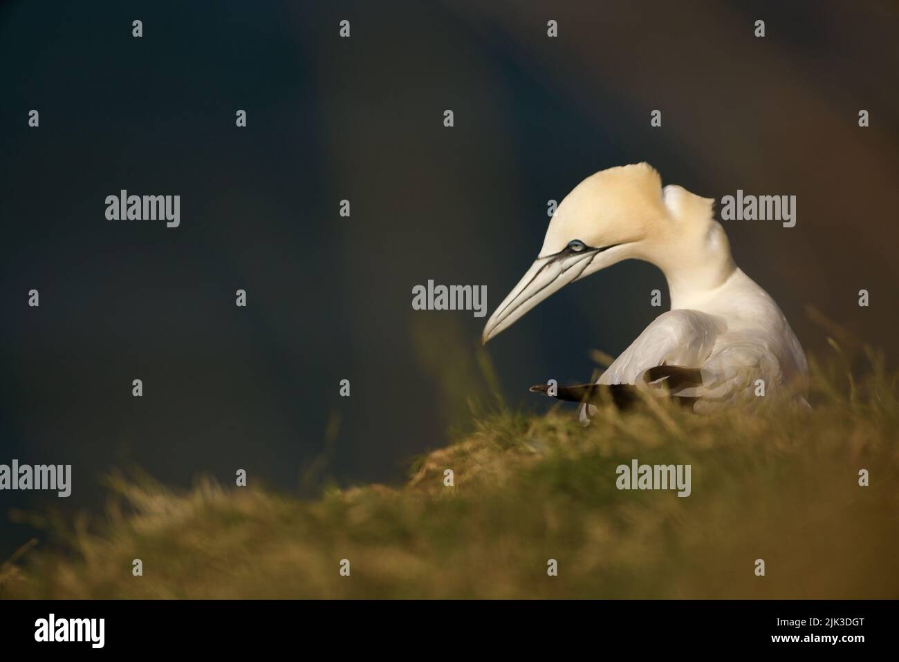 Primo piano di un solitario Gannet settentrionale (Morus bassanus) seduto in cima a una scogliera presso RSPB Bempton Cliffs (Gannet Bird, UK), un uccello adulto. Foto Stock