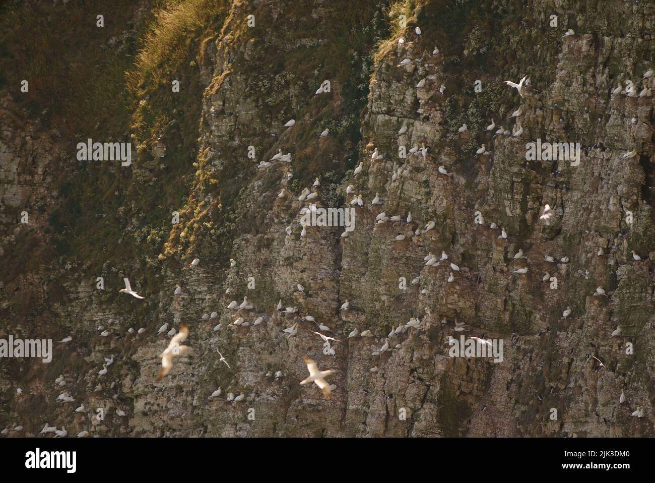 Colonia di Gannet Settentrionale (Morus bassanus) arroccata su una scogliera presso le scogliere di RSPB Bempton. Colonia di Gannet su una scogliera lungo la costa britannica. Bridlington. Foto Stock