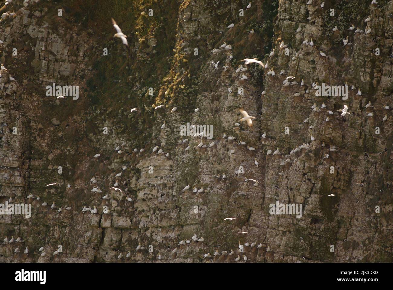 Colonia di Gannet Settentrionale (Morus bassanus) arroccata su una scogliera presso le scogliere di RSPB Bempton. Colonia di Gannet su una scogliera lungo la costa britannica. Bridlington. Foto Stock
