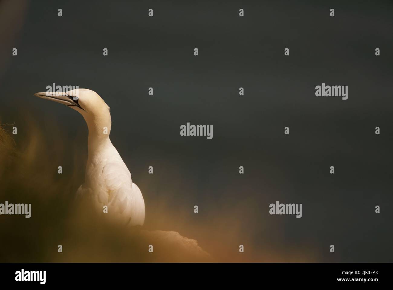 Primo piano di un solitario Gannet settentrionale (Morus bassanus) seduto in cima a una scogliera presso RSPB Bempton Cliffs (Gannet Bird, UK), un uccello adulto. Foto Stock