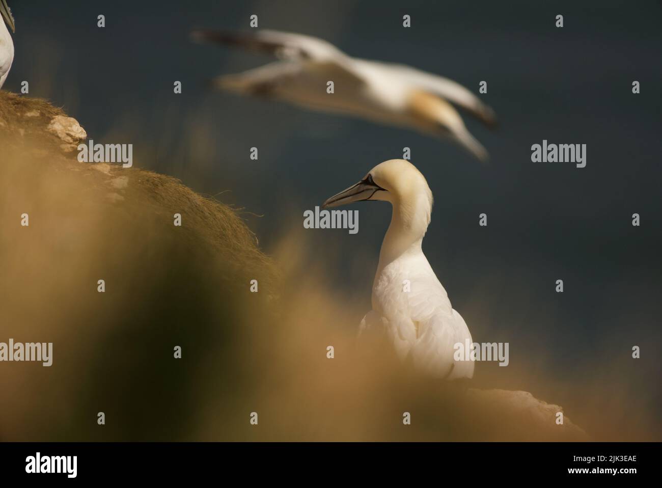 Primo piano di un solitario Gannet settentrionale (Morus bassanus) seduto in cima a una scogliera presso RSPB Bempton Cliffs (Gannet Bird, UK), un uccello adulto. Foto Stock