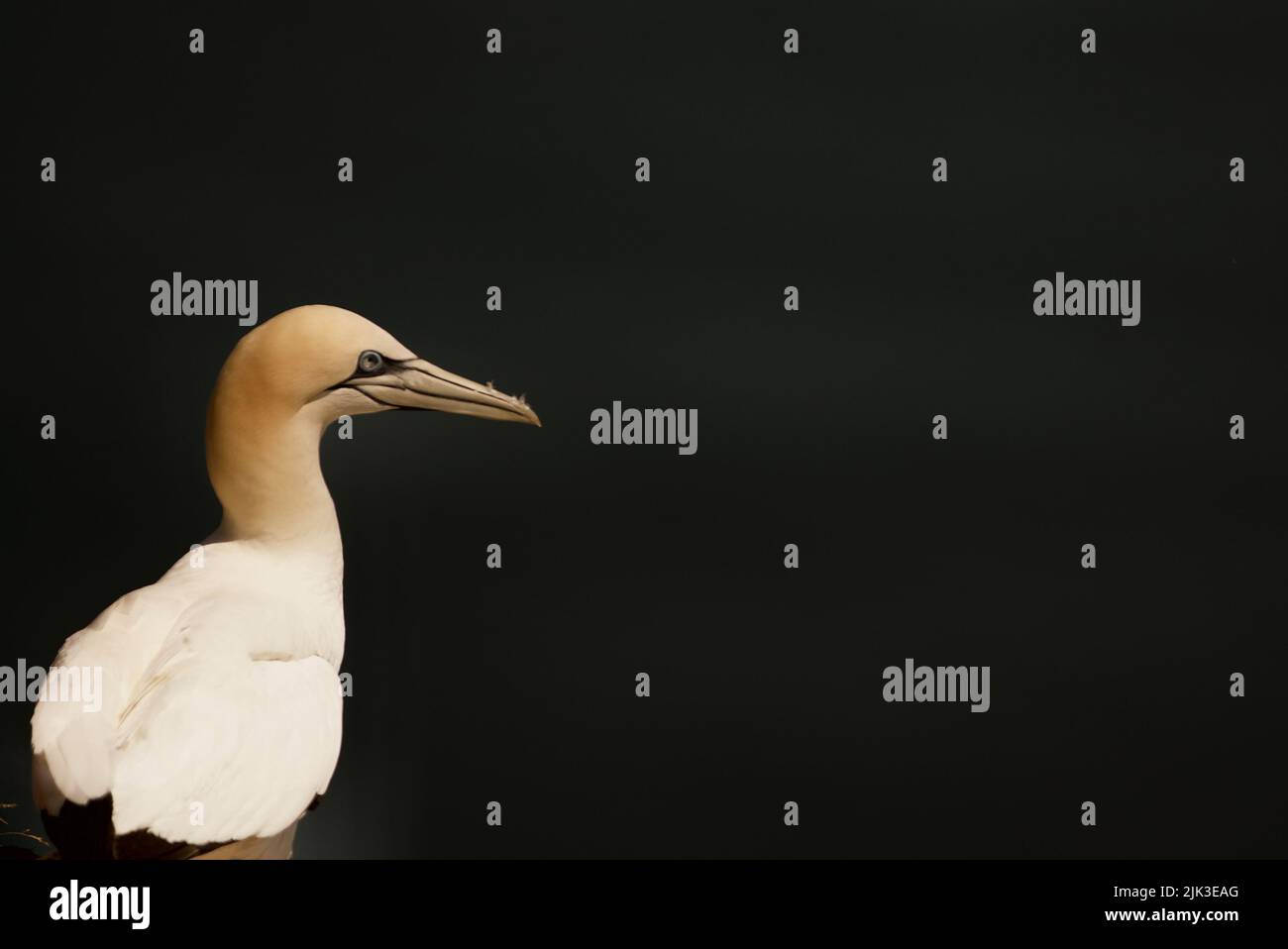 Primo piano di un solitario Gannet settentrionale (Morus bassanus) seduto in cima a una scogliera presso RSPB Bempton Cliffs (Gannet Bird, UK), un uccello adulto. Foto Stock