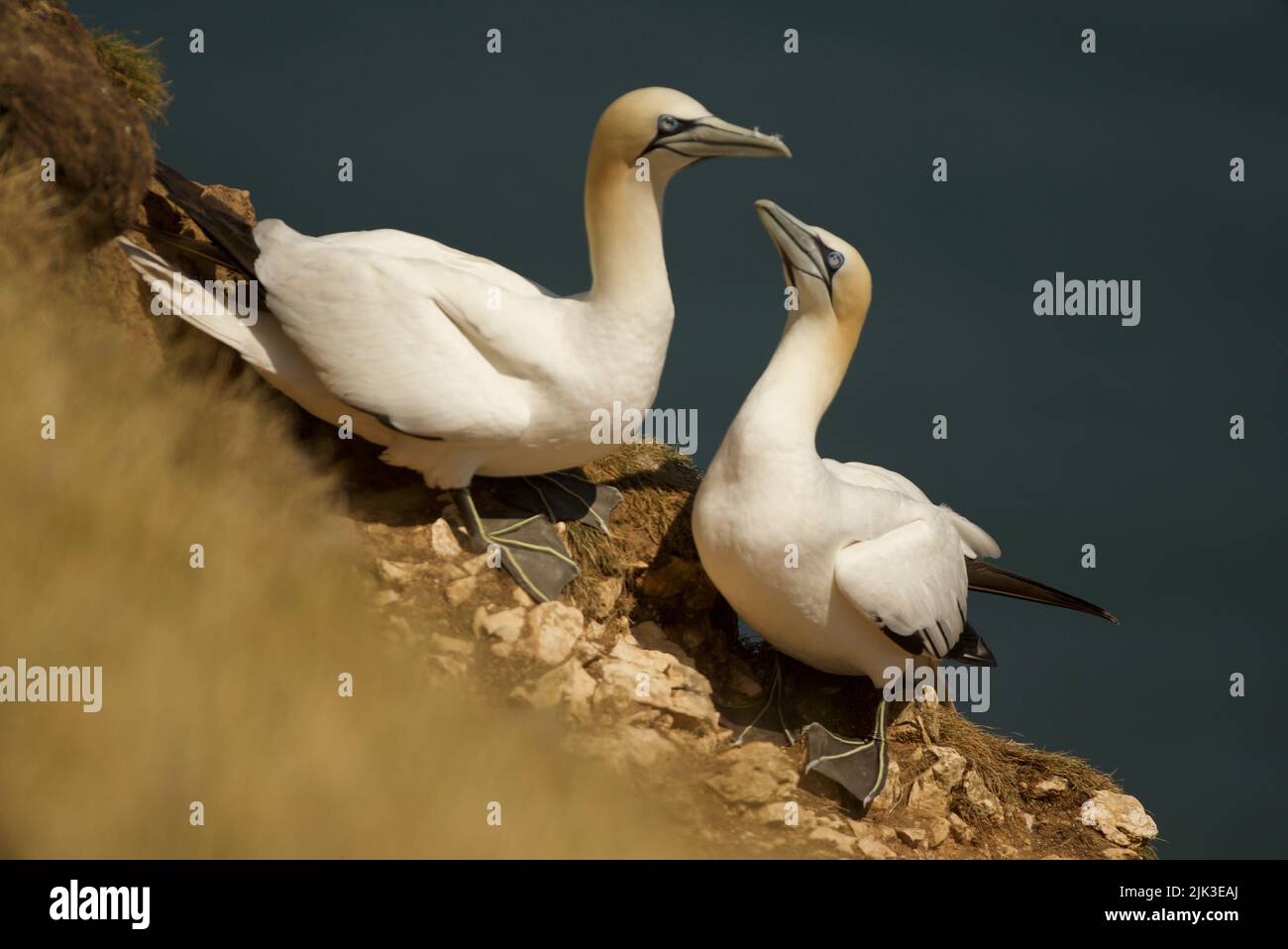 Coppia di Gannet del Nord (Morus fagianus) (RSPB Bempton Cliffs). Un paio di Gannets, un courting coppia di accoppiamento, che mostra intimità. Gannet corteggiamento. Foto Stock